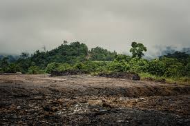 Image result for Hydrostachys insignis