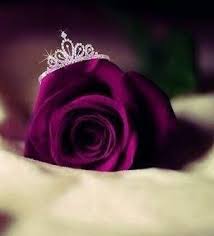 Pin By Həaŕțləss Giiŕl On Roses Beautiful Rose Flowers Red Rose Flower Beautiful Roses