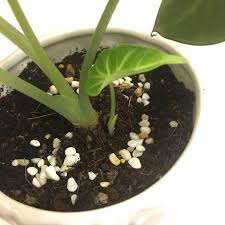 Baby alocasia dragon scale, silver dan black velvetrp70.000: Plant Alocasia Black Velvet With Baby Furniture Home Living Gardening Plants Seeds On Carousell