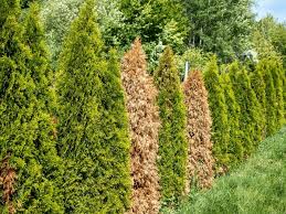 Image result for thuja drying out dead dried symptoms)