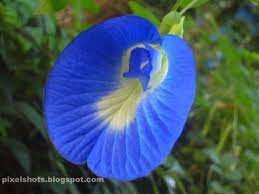 Shankupushpams Bluepeas Or Clitoria Ternetia Herbal Flowers Of Kerala Ornamental Plants Flora Flowers Fragrant Flowers