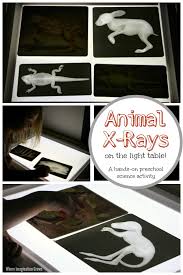#10 smartest animal on earth: Animal X Rays On The Light Table Where Imagination Grows