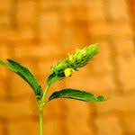 Image result for Justicia flava