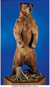 After more than 15 days of hunting the giant coastal bears of alaska jason price and bob summers find themselves face to face with a very curious brown bear! Huge Russian Brown Bear Full Body Mount Zoology Taxidermy Lot 53056 Heritage Auctions