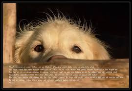 Hunde Sprüche U Zitate Sammlung Pela Fotografies Webseite