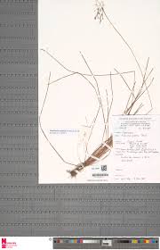 Image result for Fimbristylis scabrida