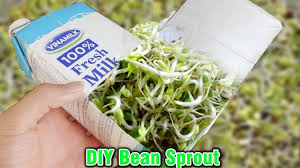 The beans will expand as they soak and take up even more space as they sprout, so give them plenty of space in the jar. Using A Milk Carton To Grow Bean Sprouts At Home Amazing Life Hacks Youtube Bean Sprouts Grow Beans Grow Bean Sprouts