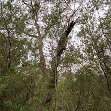 Image result for Eucalyptus botryoides