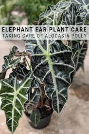 Elephant Ear Plant Care Guide Growing Colocasia Alocasia And More Elephant Ear Plant Plant Care Elephant Ears