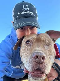 Frosted Faces Foundation Dog Adoption Volunteer Opportunities