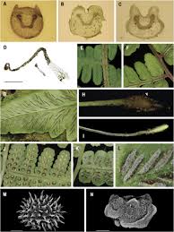 Image result for Deparia