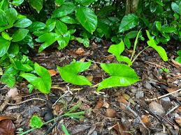 Image result for Synadenium angolense