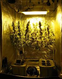 Here are the best hps grow lights for the best results. Differences Between Hps And Cfl Lamps