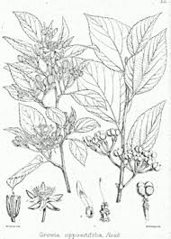 Image result for Grewia pubescens
