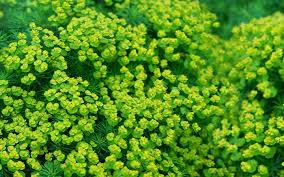 Image result for Euphorbia persistentifolia