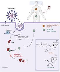 Remdesivir is a prodrug of an adenosine analogue with demonstrated antiviral activity against a broad range of rna virus families. Remdesivir And Its Antiviral Activity Against Covid 19 A Systematic Review Sciencedirect