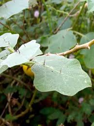 Image result for Solanum viarum