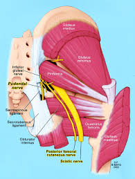 Anatomy Of The Pudendal Nerve Health Organization For Pudendal Education Muscle Anatomy Nerve Health Sports Massage Therapy