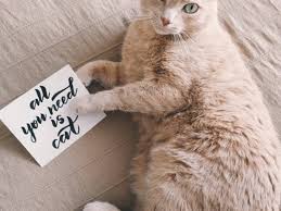There is a long list of why dogs are such a wonderful companion to have, some of the reasons include their loyal nature, their loving disposition, and protective instincts. 70 Cat Trivia Quiz Questions And Answers Hubpages