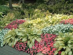 Hosta Garden 3 Shade Garden Shade Plants Hosta Gardens