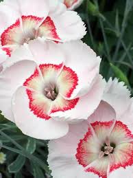 The gnps plant sale committee maintains a listing of nurseries, that have been plant sale contributors, which you are encouraged to support. Dianthus Georgia Peach Pie Bluestone Perennials