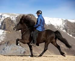 The oldest living horse, thulla, died at the age of 57 because she quit eating after her elderly owner passed away. 5 Gaits Of The Icelandic Horses