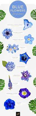 Maybe you would like to learn more about one of these? 30 Types Of Blue Flowers Ftd Com Blue Flower Names Types Of Blue Flowers Blue Hydrangea Flowers