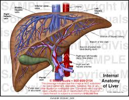 Advertisements it may reach a size of 3 cm in length and 1.5 cm in breadth. Internal Anatomy Of Liver Medical Exhibit Medivisuals