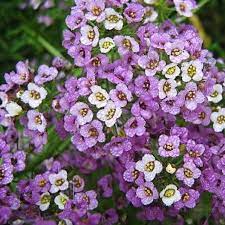 This plant will hardly go unnoticed as its dainty, clustered flowers fill the air with the sweet smell of honey. Dwarf Sweet Alyssum Seeds Royal Carpet Flower Seeds In Packets Bulk Eden Brothers