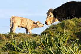Image result for Cattle Calls.