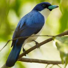 Image result for Burmannia madagascariensis