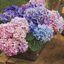 Check spelling or type a new query. Pin On Botanical Beauty And Gardening Tips