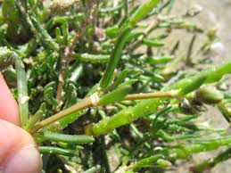 Image result for Lophiocarpaceae