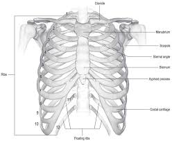Related posts of muscle anatomy rib cage muscle anatomy motion. Ribcage Musculoskeletal Key