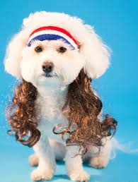A list of american dog breeds, all developed in the usa along with pictures and descriptions. Mullet On The Go The All American Dog Headband Noveltystreet