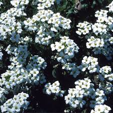 Image result for Arabis alpina