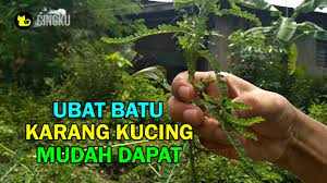 Makan ubat tahan sakit selamanya. Buat Kucing Ubat Batu Karang Cara Kampung Youtube
