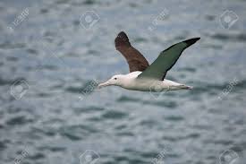 Image result for the albatross