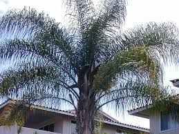 Image result for Syagrus