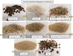 Image result for Fagopyrum