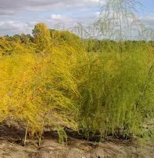 So müssen sie sich nicht schon morgens an lange schlange anstellen, um noch halbwegs frischen spargel zu bekommen. Spargelgewachse Wikipedia