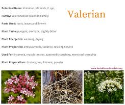 Image result for Valeriana capensis