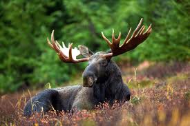 Hunters do the same with antlers in their hands and rock them following the moose, unlike white tail deer, don't run off when frightened, they generally will stand and fight. British Columbia Moose Hunts Hunt Fgs Bc Hunting Guides Moose Goat Elk Bear