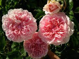 Ghim Của Vivian Do Tren Miranda Rose