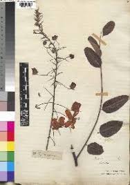 Image result for Cassia sieberiana