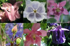 Image result for Aquilegia vulgaris Tower Mix