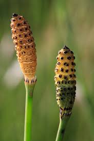 Image result for Equisetum ramosissimum