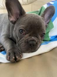 It is enthusiastic and lively, without being happy and loud. Blue French Bulldog Puppy Ukpets