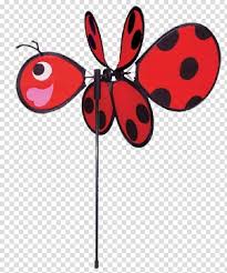ladybird ladybird beetle whirligig