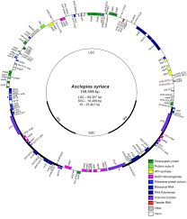 Image result for Oncinotis glabrata